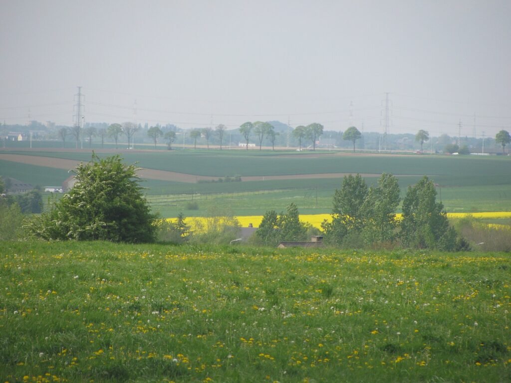 Champs agricoles de la Hesbaye namuroise à Cognelée