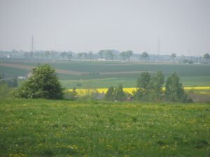 Champs agricoles de la Hesbaye namuroise à Cognelée