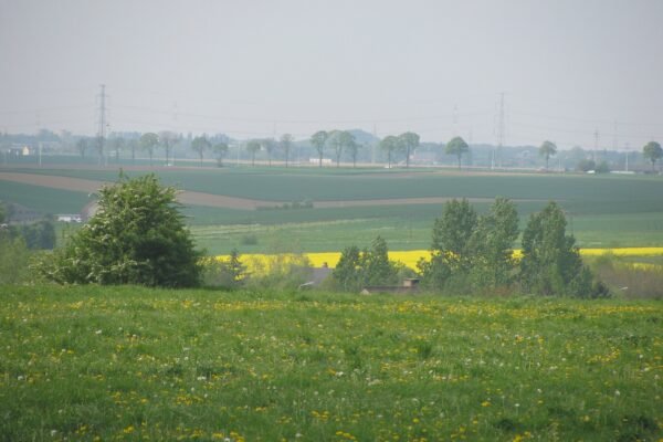 Champs agricoles de la Hesbaye namuroise à Cognelée